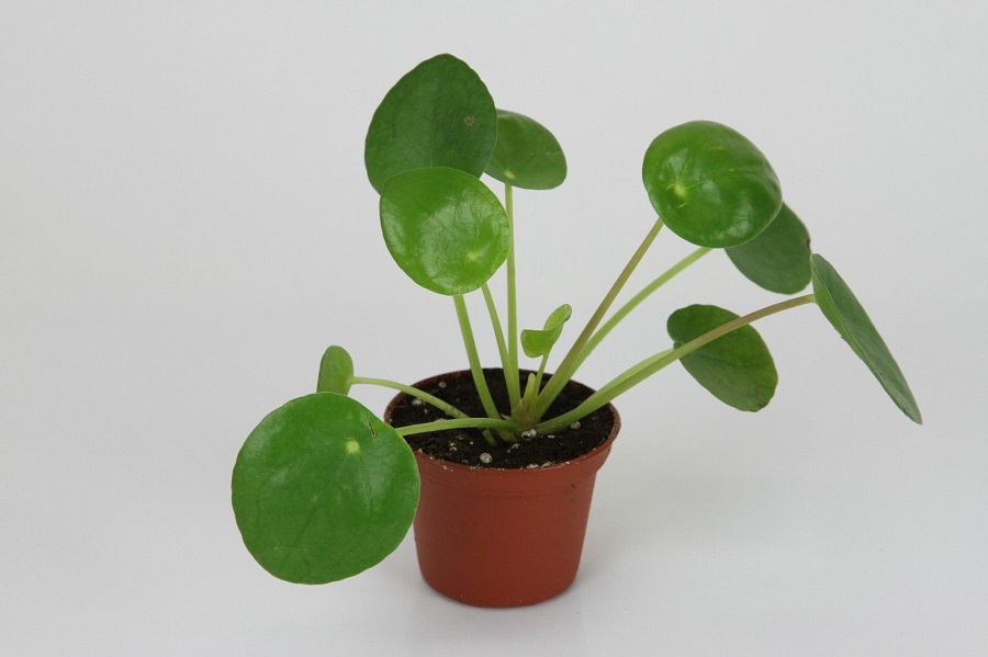 Chinese money plant – what kind of plant is it and what does it look like?