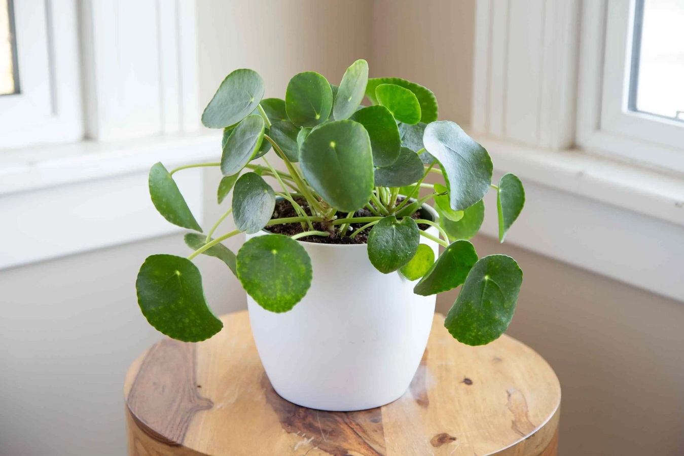 Chinese Money Plant Care Guide - Learn All About Pancake Plant