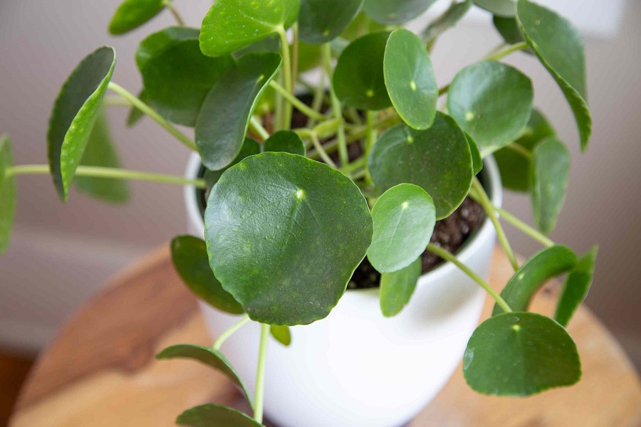 Diseases and pests attacking pilea