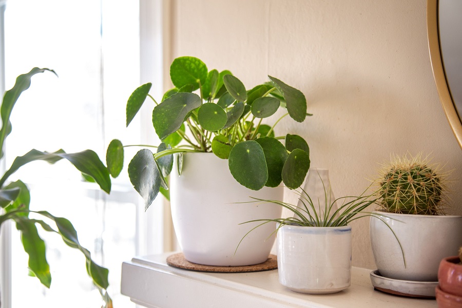 What are the most popular types of pilea plant?