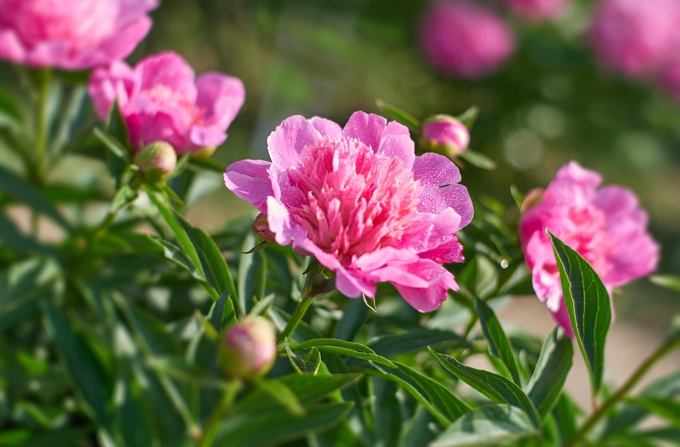 Flor de Peonía - Descubra Cómo Cultivar y Cuidar las Peonías