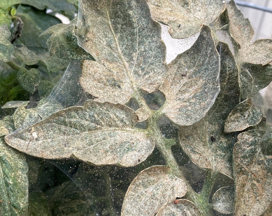 Chemical spider mite killers