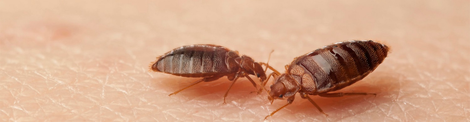 Cimici dei letti - pericolosi insetti neri in casa tua