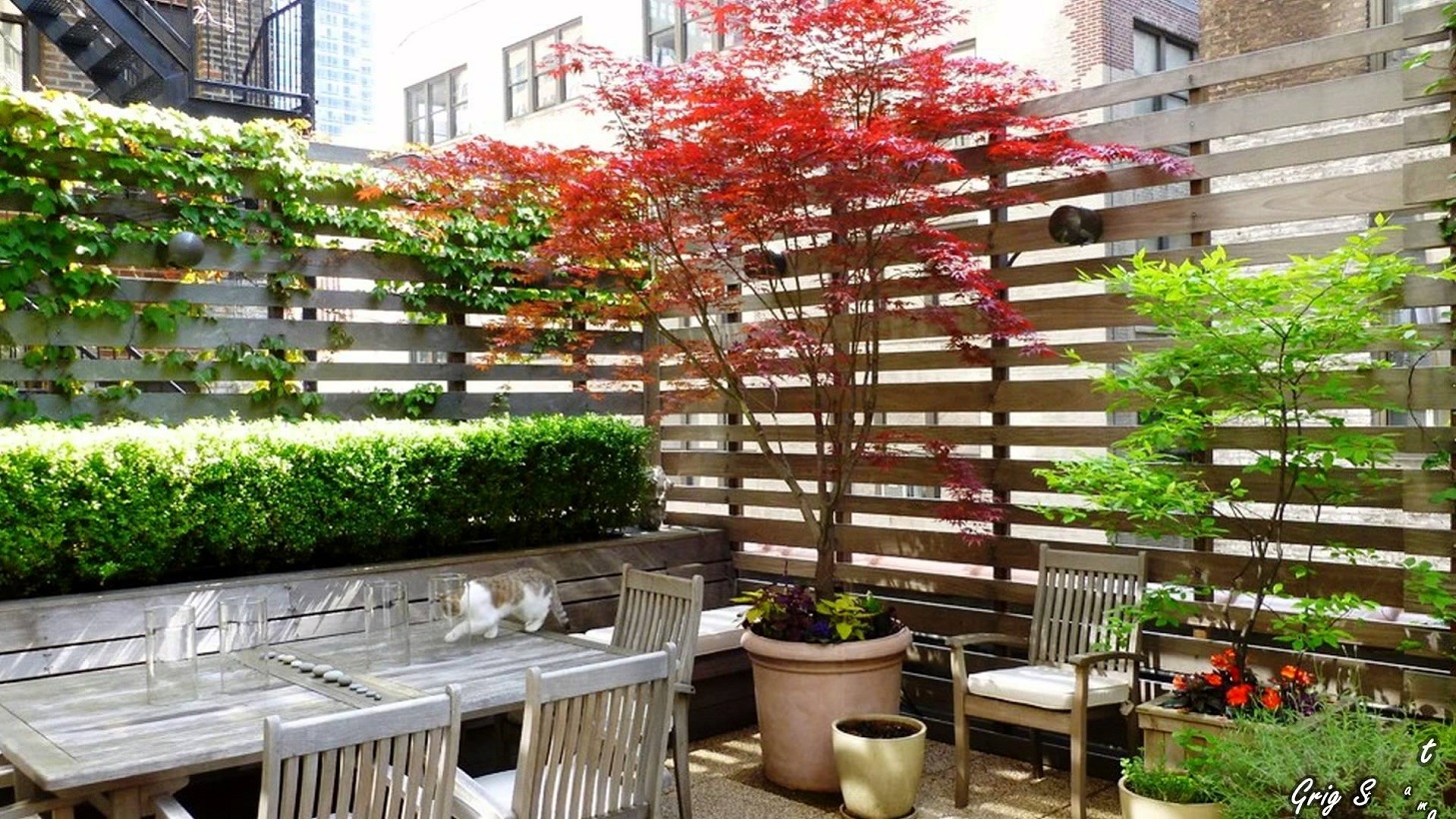 Wie wählt man Kletterpflanzen für den Balkon oder die Terrasse aus?