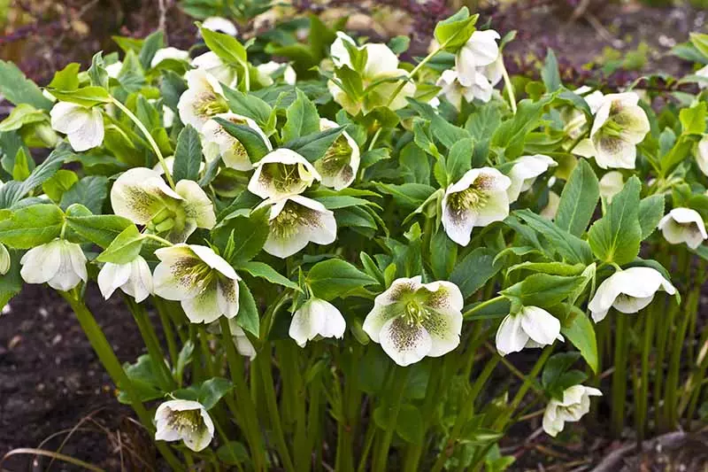 How to water and fertilize hellebores?