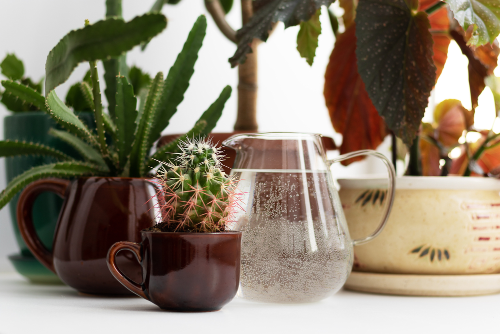 Annaffiatura dei cactus - come innaffiare una pianta di cactus in vaso?