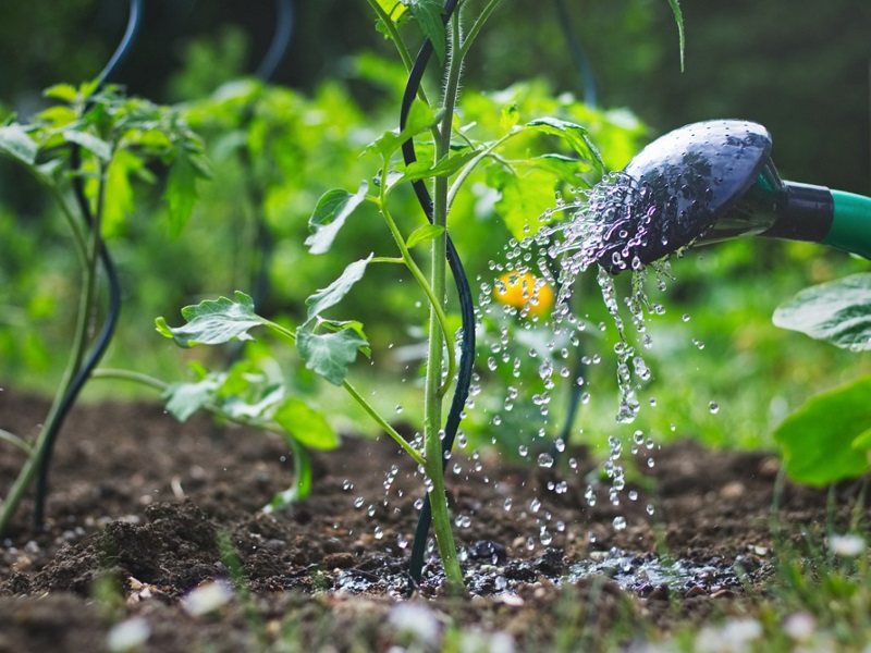 Tomatenpflanzen gießen - wie macht man das?