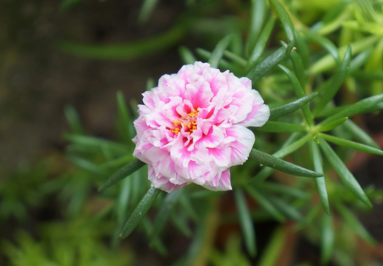 Portulaca Gandiflora - Apprenez à Cultiver une belle Rose Mousse