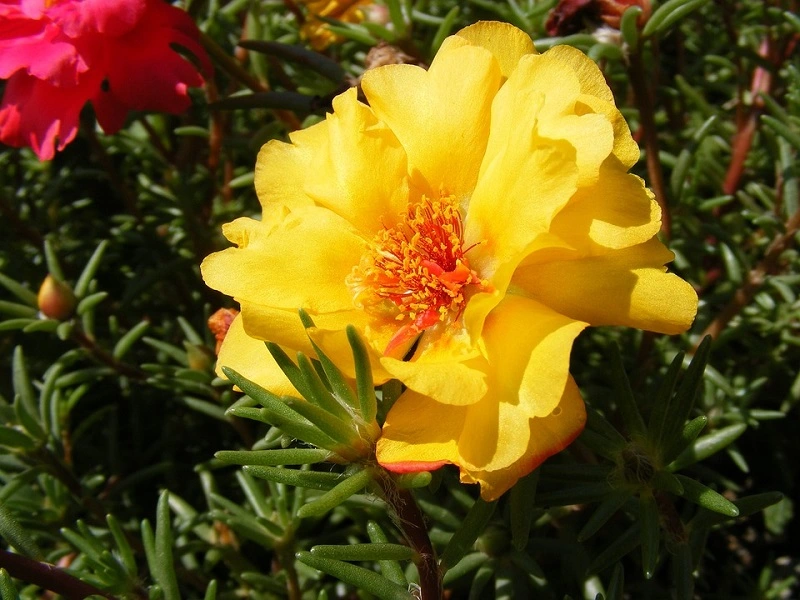 What are the common diseases of portulaca?