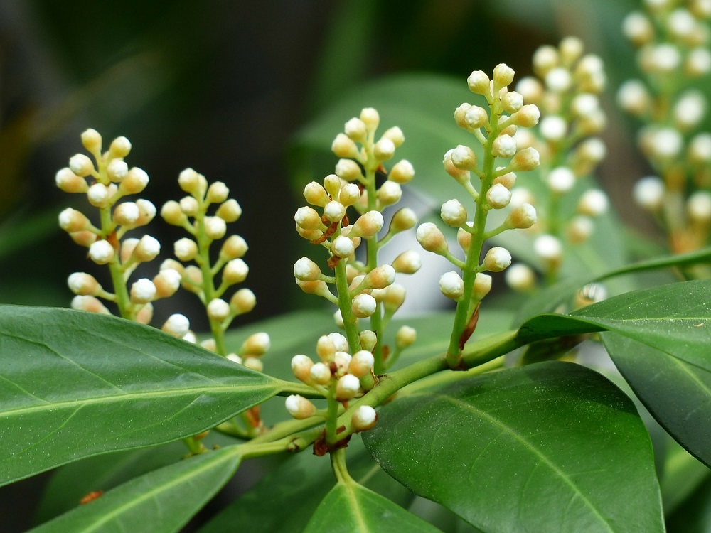 Laurel cerezo 'Rotundifolia'