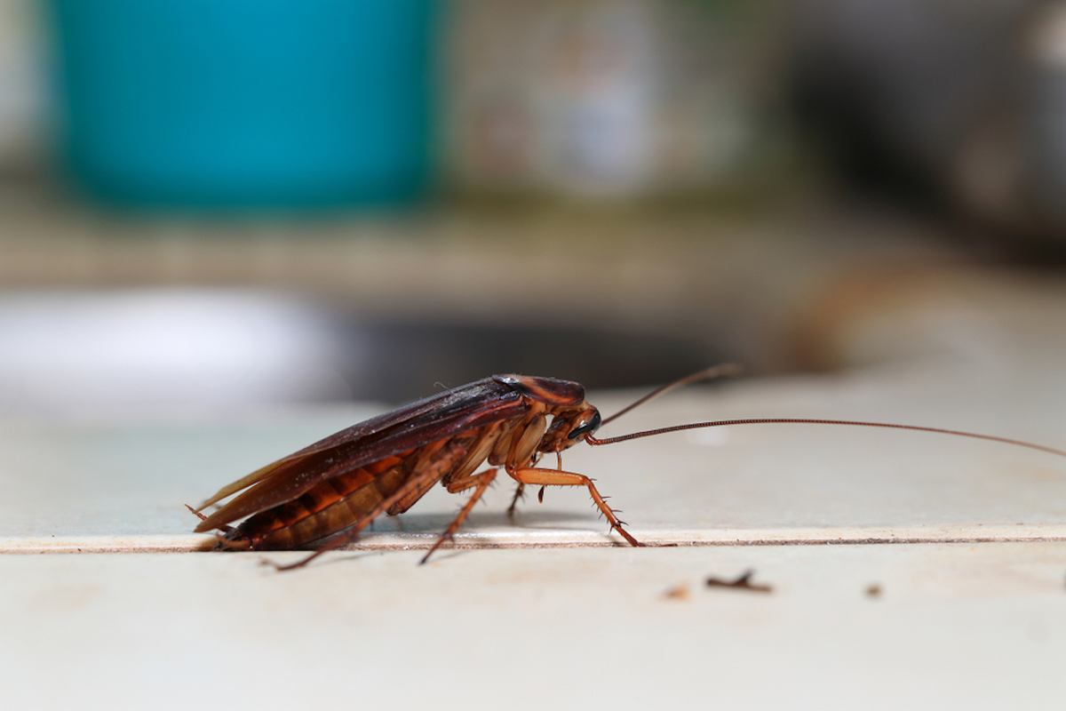 Cucarachas - insectos domésticos excepcionalmente molestos