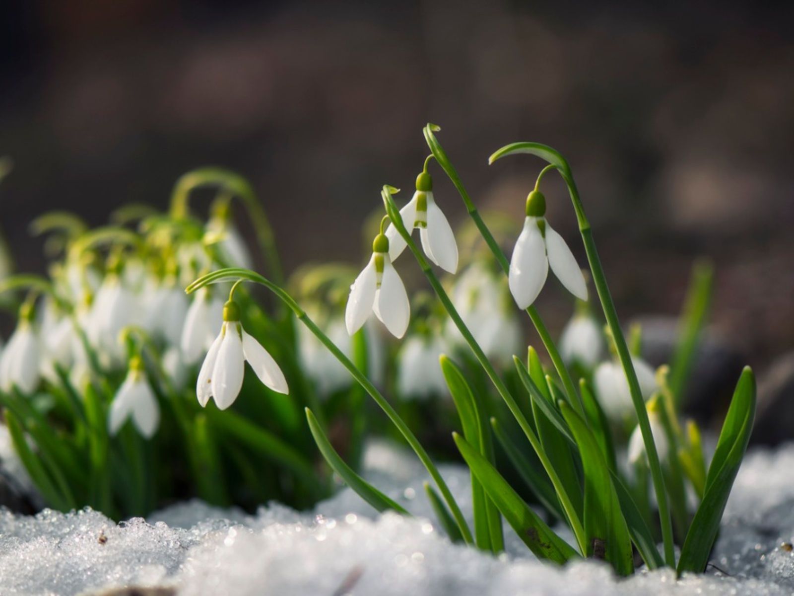 Snowdrops - flores resistentes de principios de primavera