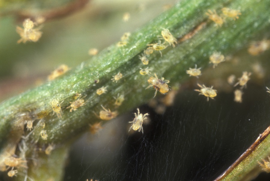 What plants are most prone to spider mites?