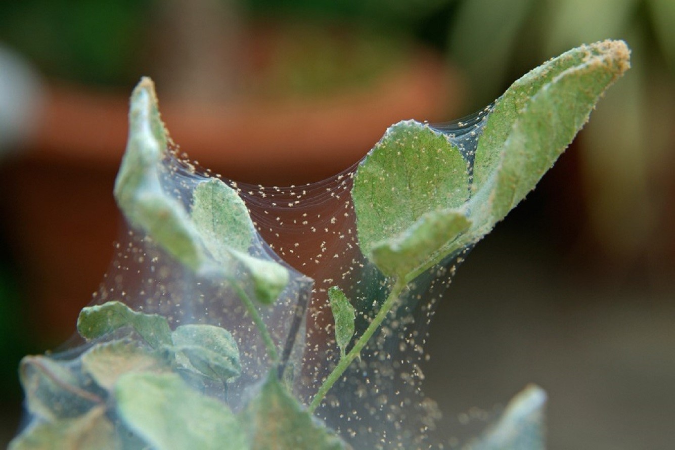 Паутинный клещ на растениях - 4 проверенных способа избавиться от паутинного клеща