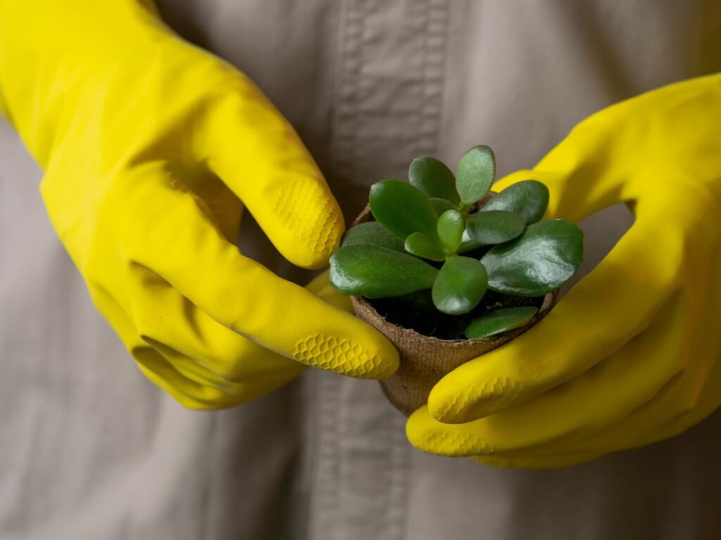 Jade Pflanze Pflege - wie es zu tun?