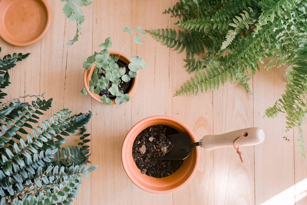 How to repot a fern plant?