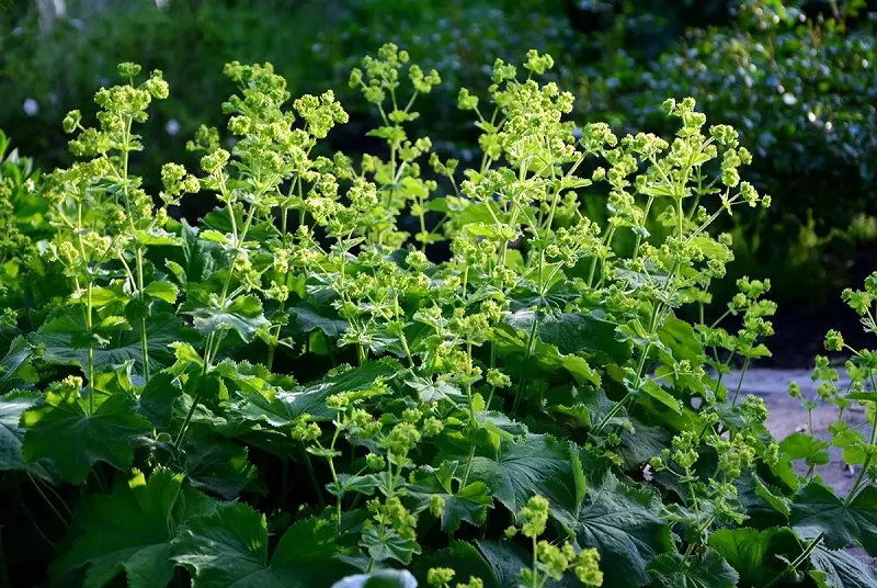 Is lady's mantle vulnerable to pests and diseases?