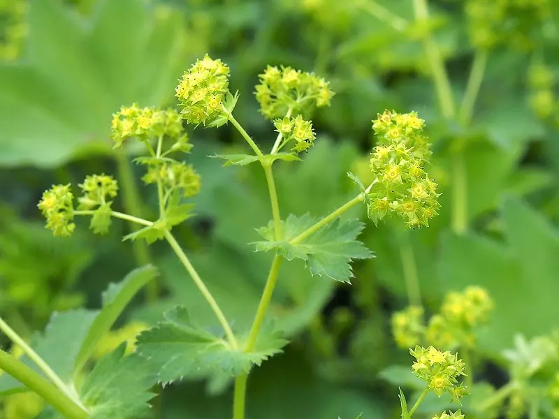 Lady's mantle and its origins
