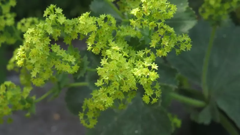 Lady's mantle – plant's location and care