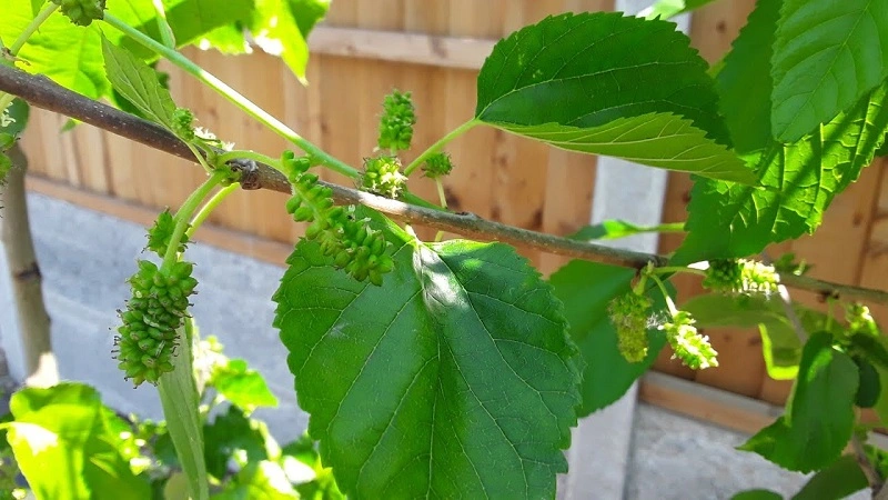 Black mulberry tree – pruning