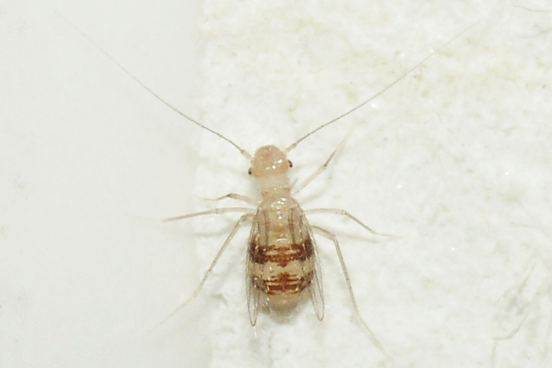 Psotnik zakamarnik - robaki domowe buszujące w kuchni