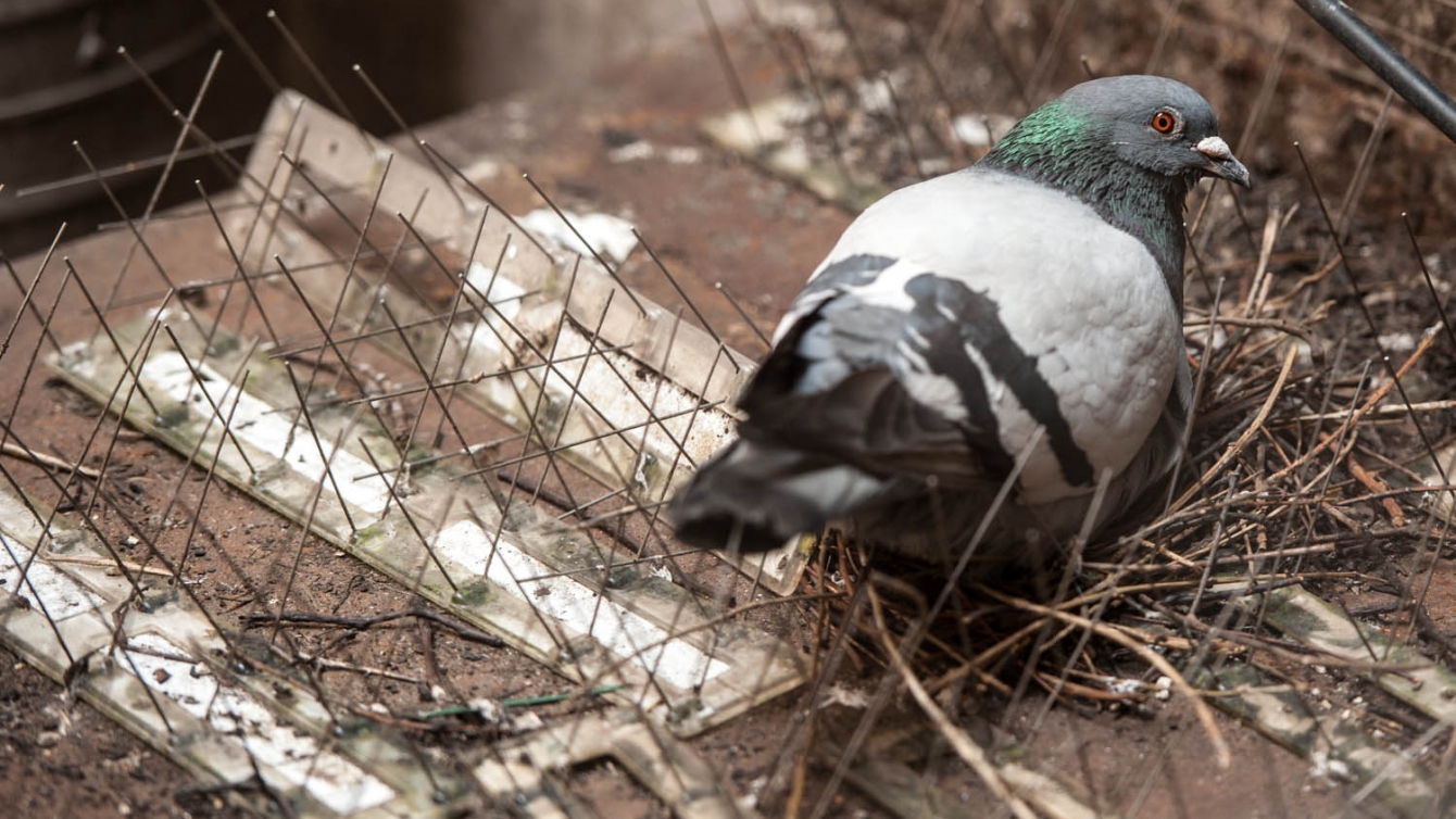 A proven pigeon repellent - use spikes!