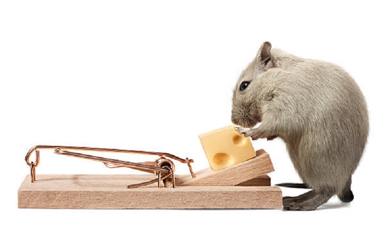 Eine Mausefalle und ein Rodentizid - bewährte Mittel, um Mäuse loszuwerden