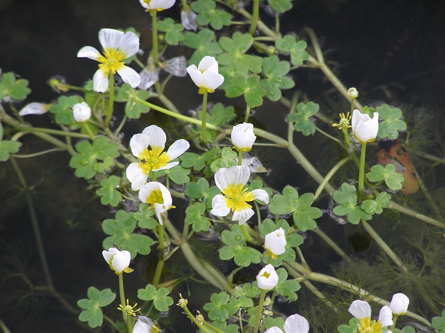 Ranúnculo blanco (Ranunculus aquatilis)