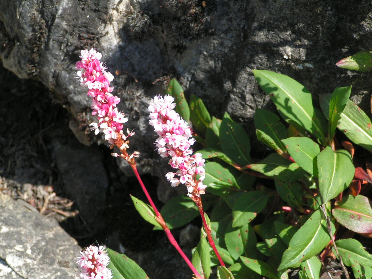 Himalayan fleece flower - unusual rock garden plants