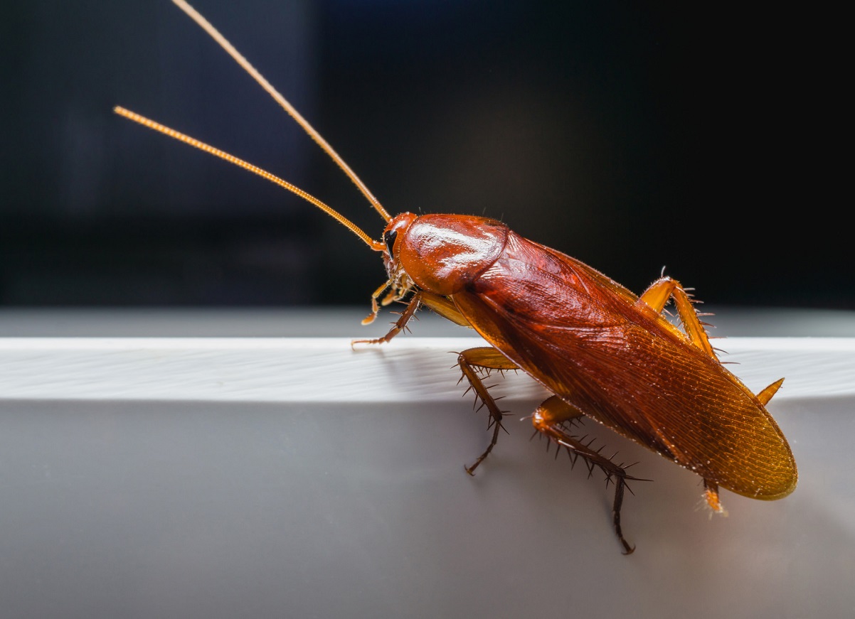 Избавьтесь от домашних насекомых и жуков - простые приемы для домашних вредителей