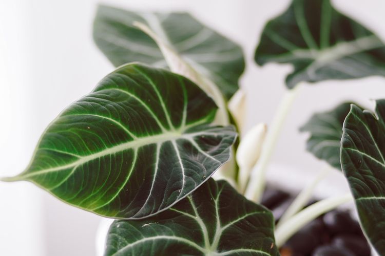 Best plants for a bright bathroom - Alocasia