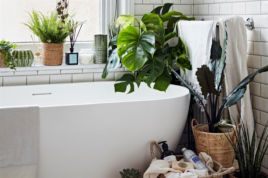 Растения для ванной комнаты - стоит ли держать растения в ванной?