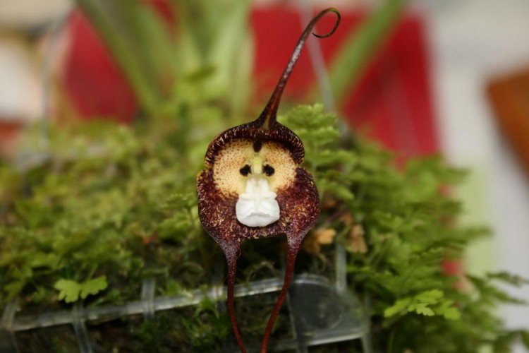 Plants in bathroom - monkey orchid