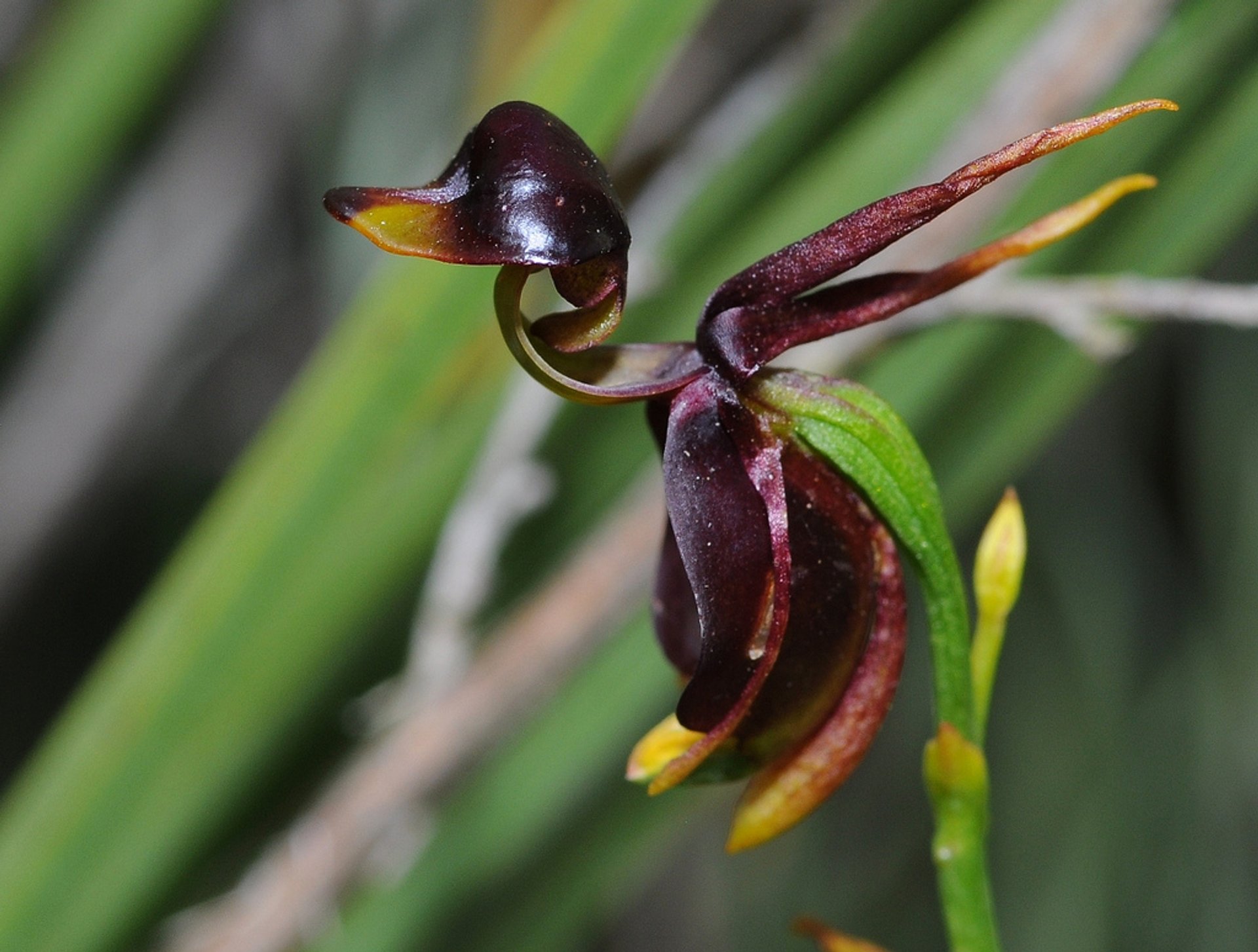 Meilleures plantes de salle de bain - orchidée canard volant