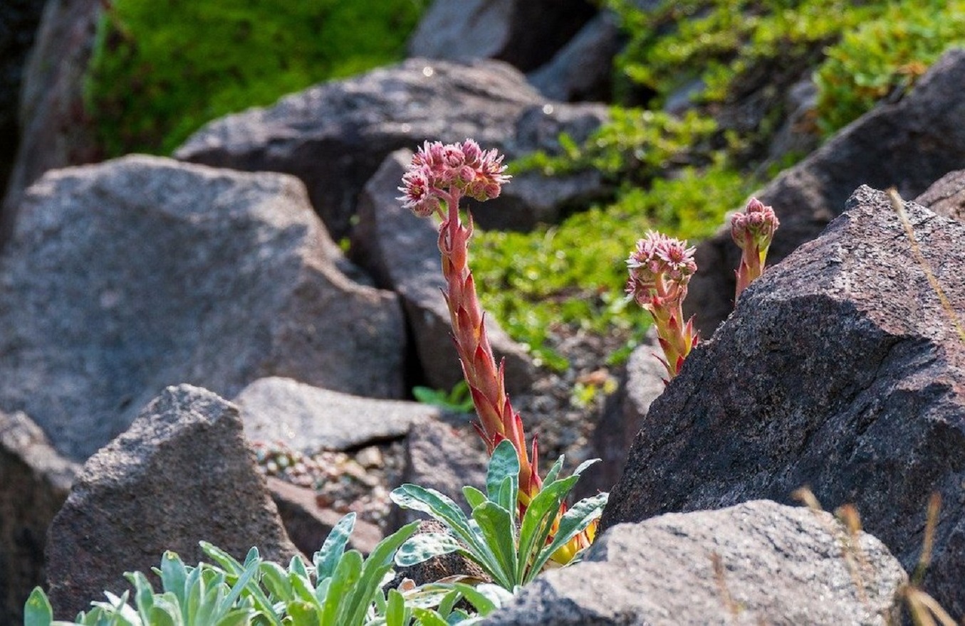 Растения в рокарии - 8 увлекательных идей для альпинария