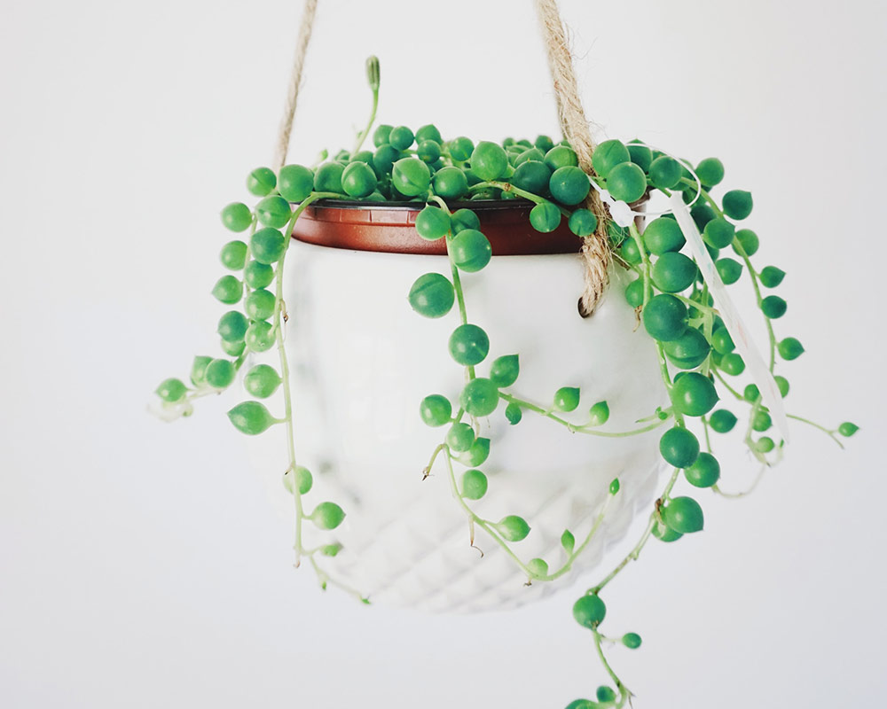 Senecio rowleyanus - indoor hanging plants