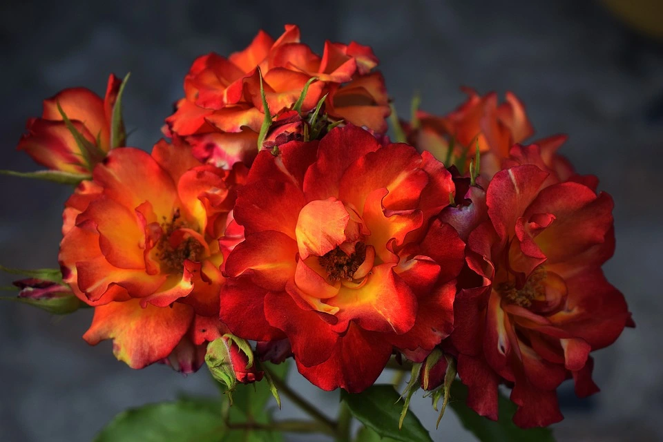 Róża chińska - doniczkowa i ogrodowa odmiana