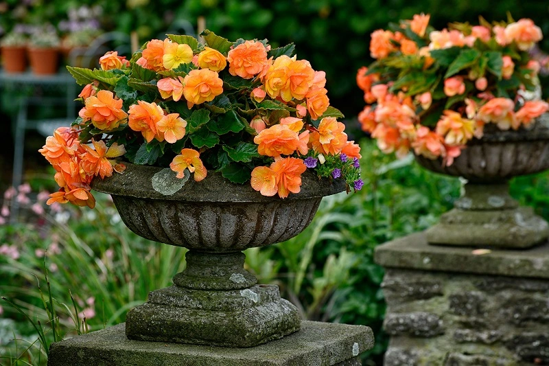 How to propagate begonias