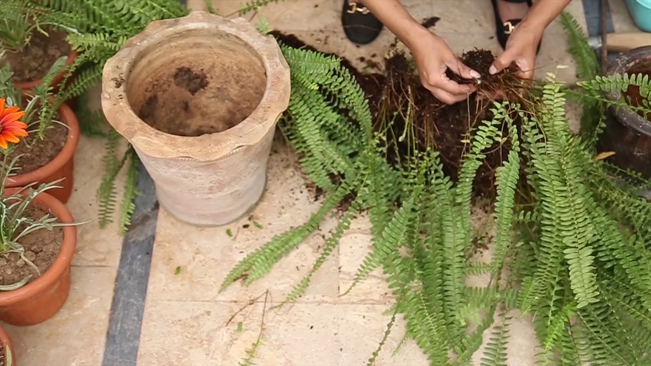 How to propagate fern plants?