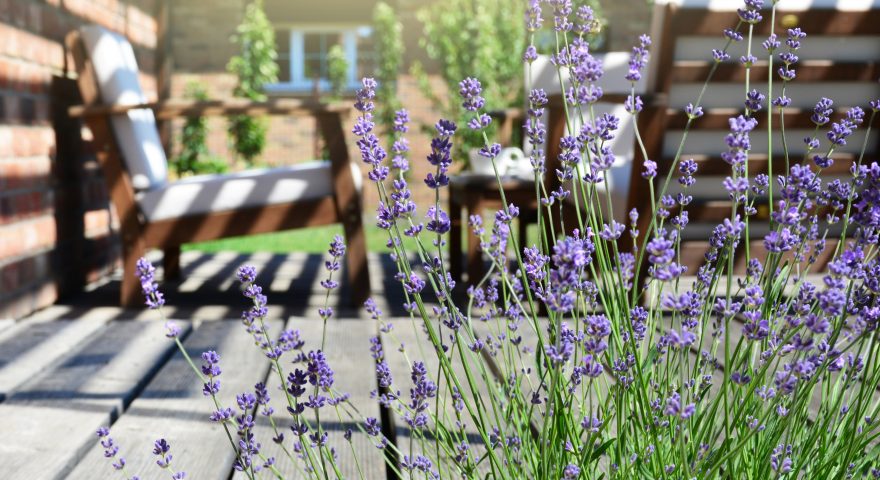 Growing lavender at home – species