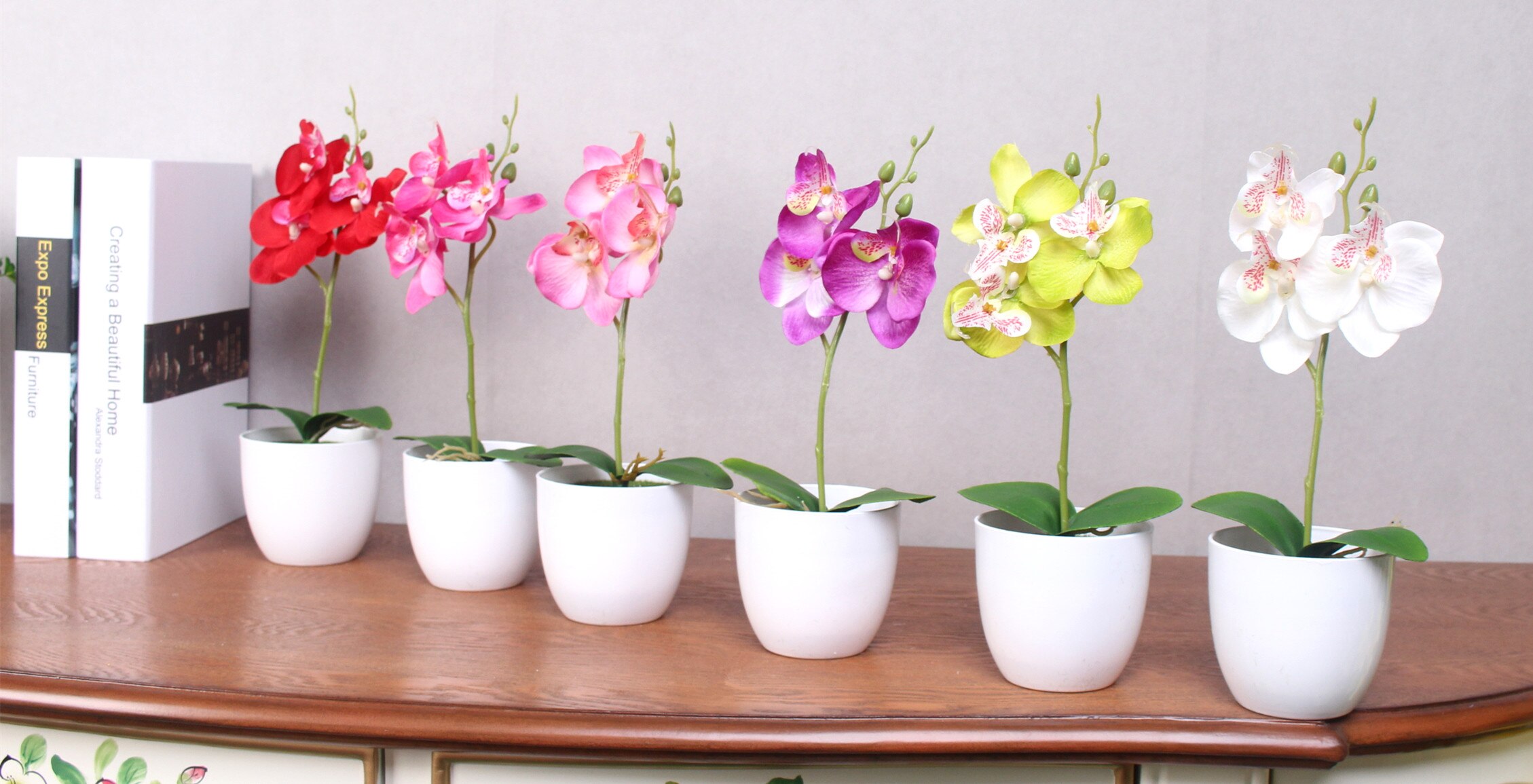 Orchidées - différentes couleurs