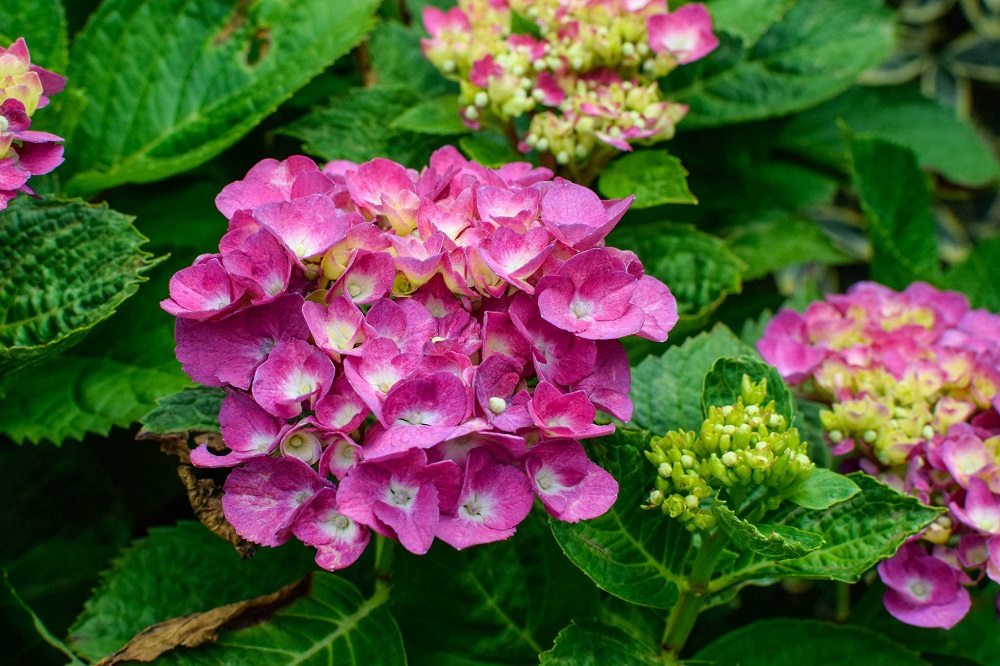 What side of the house do you plant hydrangeas?