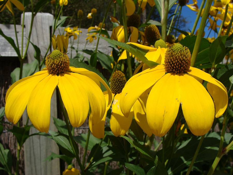 Rudbeckia - what kind of plant is it?