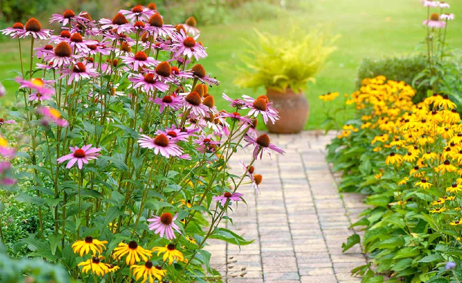How to Care for Coneflowers? Learn About Rudbeckia Varieties