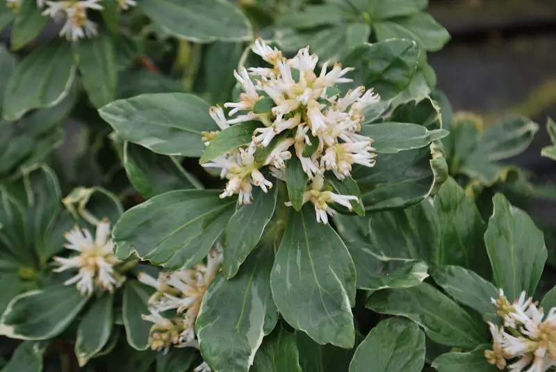 Pachysandra terminalis - what kind of plant is it, and what is it known for?