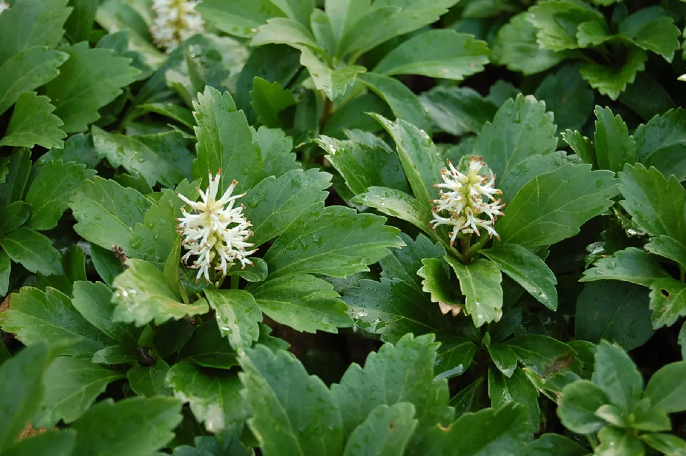 Pachysandra Terminalis - Come Curare l'Euforbia Giapponese