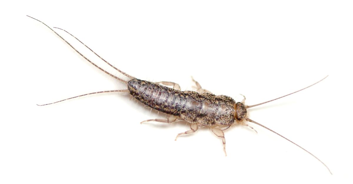 Silverfish - small and cunning house bugs