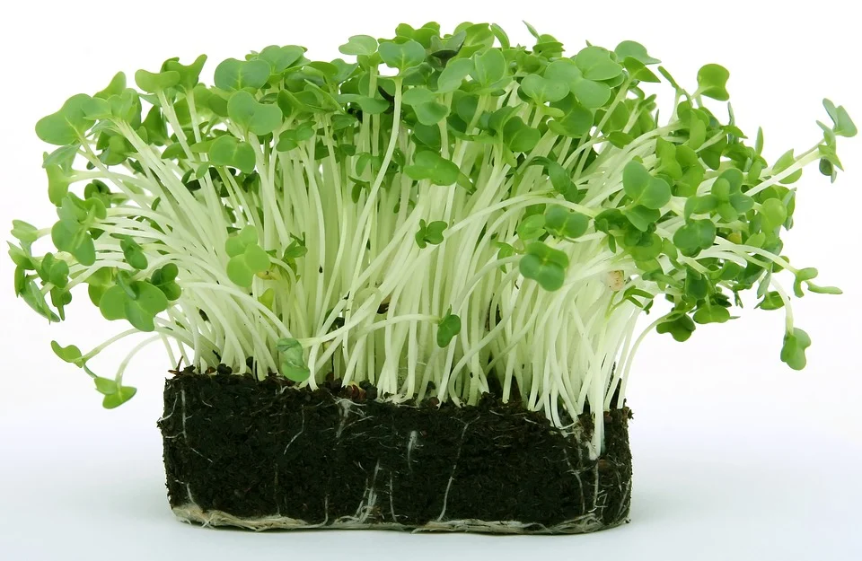 What kind of plant is cress?
