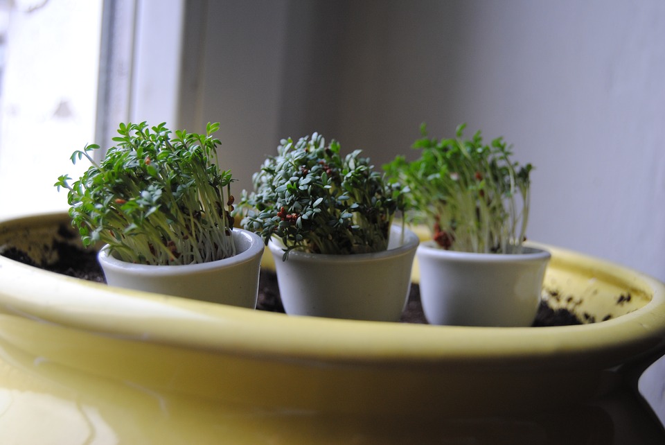 Как вырастить садовый кресс-салат?