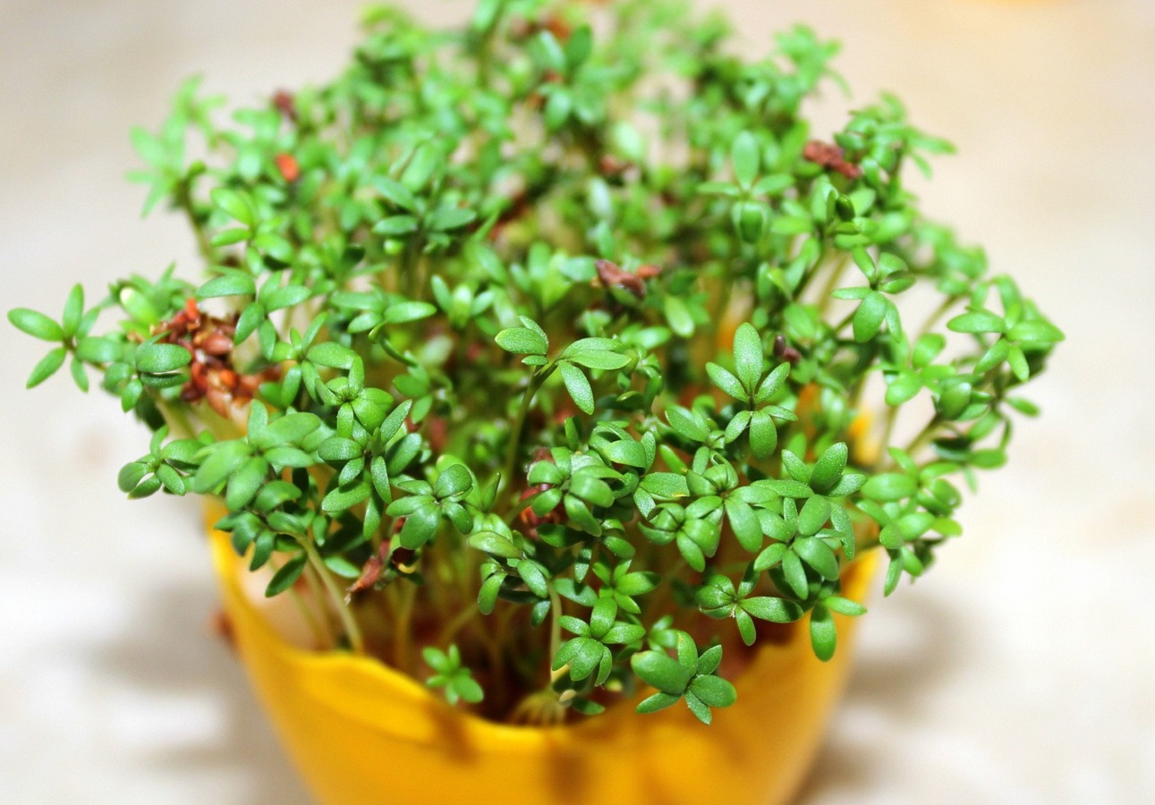 Как вырастить кресс-салат? Узнайте, как вырастить кресс-салат из семян